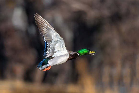 Mallard - Feb 3