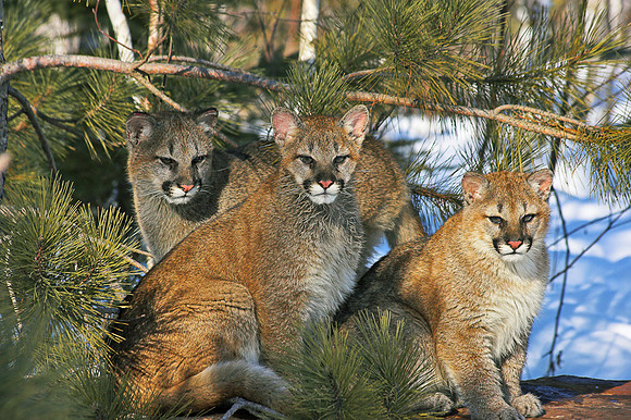 Young Cougars