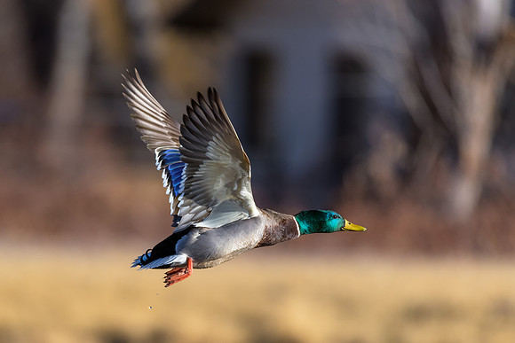 Mallard - Feb 3