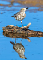 Sage Thrasher - Feb 4